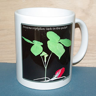 mug DS-089 6712.jpg